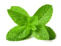 Foglie verdi e fresche di menta piperita, perfette per preparare un rinfrescante olio essenziale menta piperita.