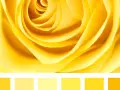 Petali di rosa gialla con diverse tonalità di giallo nomi.