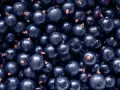 Un primo piano di ribes nigrum, piccoli frutti scuri e lucidi, noti per i loro numerosi benefici per la salute.