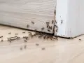 Formiche che invadono un battiscopa. Una vera sfida su come eliminare le formiche in casa.