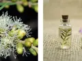Fiori bianchi di melaleuca e boccette di olio essenziale.