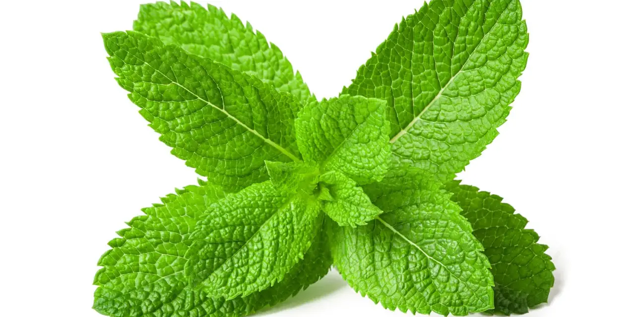 Foglie verdi e fresche di menta piperita, perfette per preparare un rinfrescante olio essenziale menta piperita.