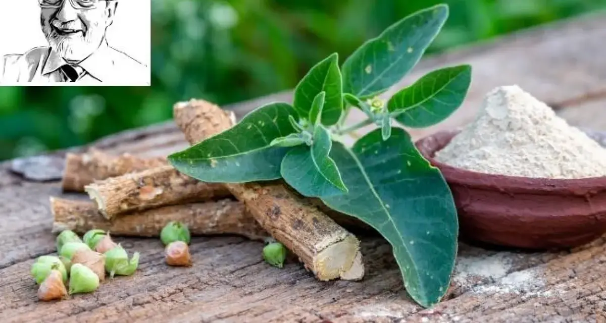Radici, foglie e polvere di ashwagandha, rimedi naturali per l'insonnia. Ritratto di un uomo sorridente in alto a sinistra.