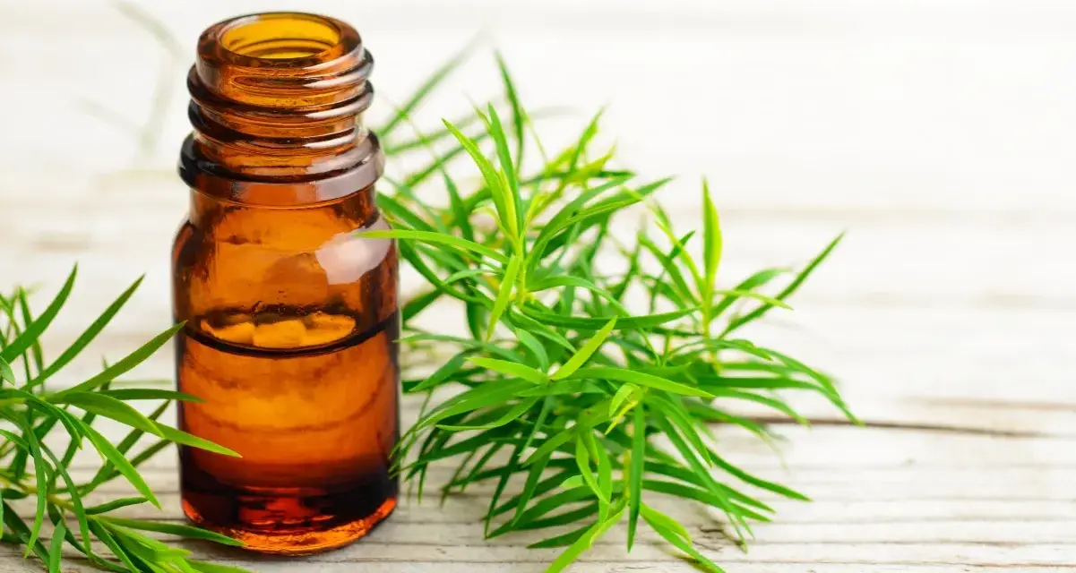Flaconcino ambrato con olio essenziale di tea tree, circondato da rametti verdi. Utile per il benessere in gravidanza.