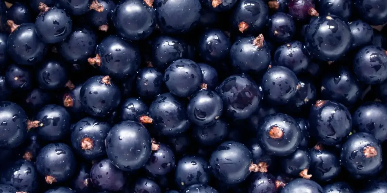 Un primo piano di ribes nigrum, piccoli frutti scuri e lucidi, noti per i loro numerosi benefici per la salute.