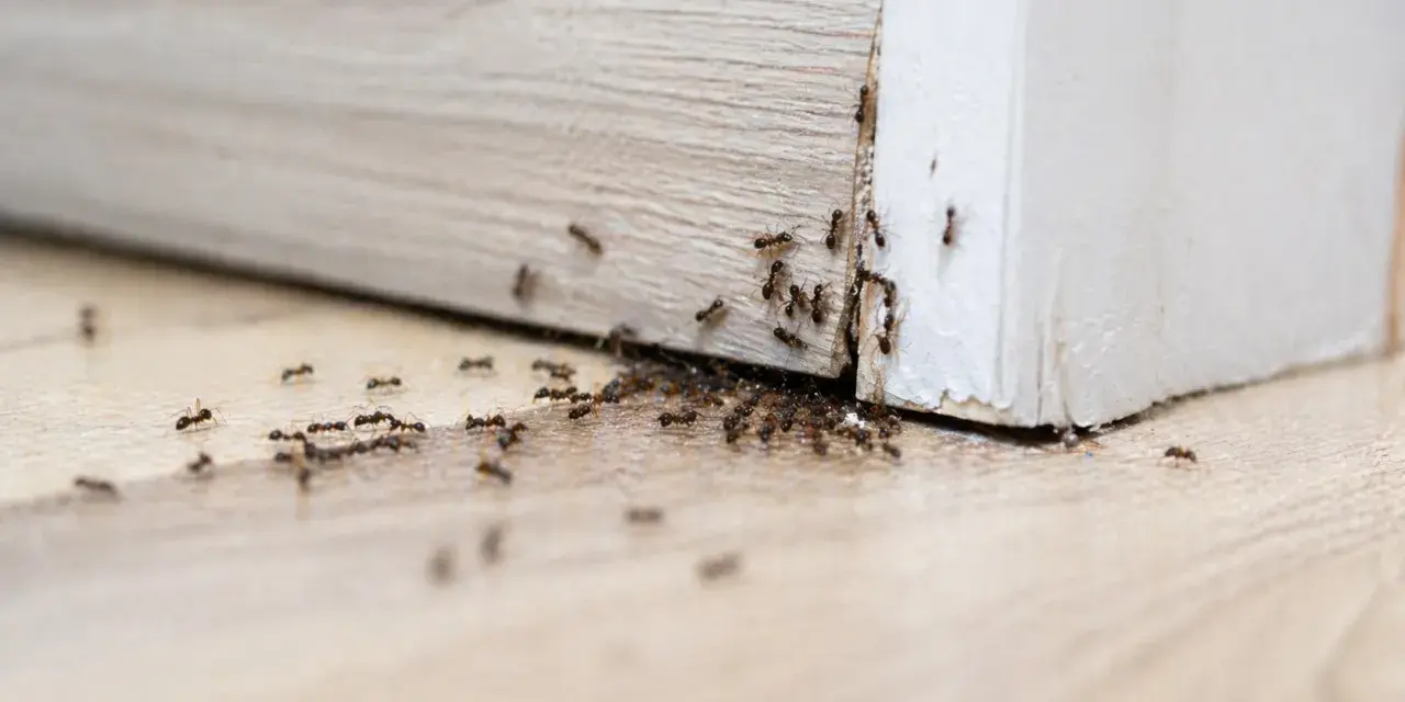 Formiche che invadono un battiscopa. Una vera sfida su come eliminare le formiche in casa.