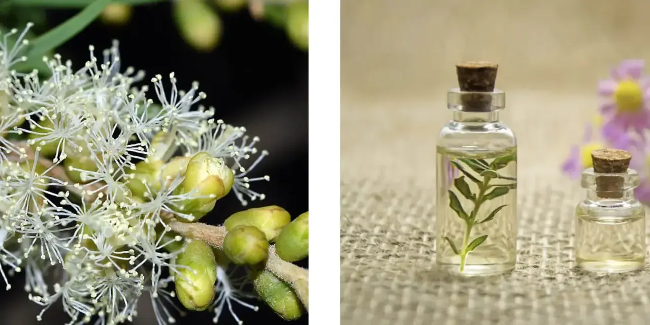 Fiori bianchi di melaleuca e boccette di olio essenziale.
