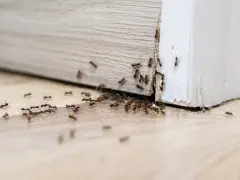 Formiche che invadono un battiscopa. Una vera sfida su come eliminare le formiche in casa.