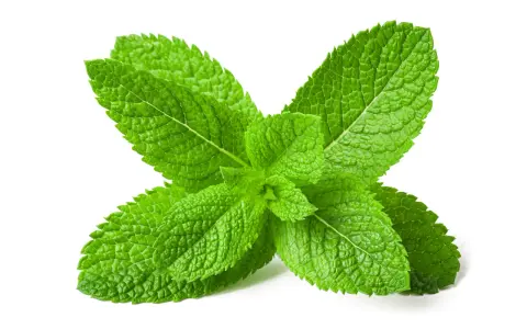 Foglie verdi e fresche di menta piperita, perfette per preparare un rinfrescante olio essenziale menta piperita.