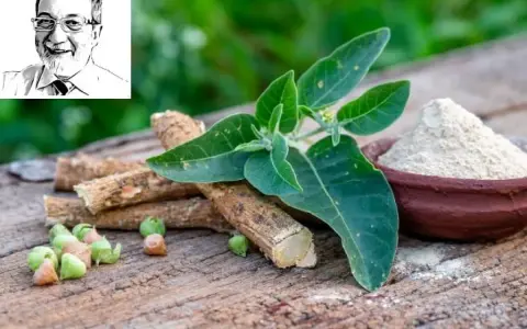 Radici, foglie e polvere di ashwagandha, rimedi naturali per l'insonnia. Ritratto di un uomo sorridente in alto a sinistra.