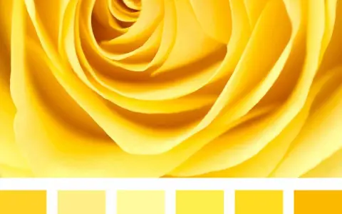 Petali di rosa gialla con diverse tonalità di giallo nomi.