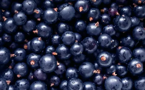 Un primo piano di ribes nigrum, piccoli frutti scuri e lucidi, noti per i loro numerosi benefici per la salute.