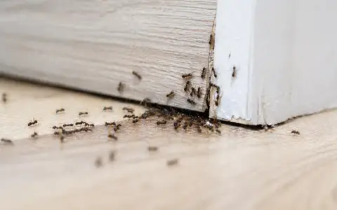 Formiche che invadono un battiscopa. Una vera sfida su come eliminare le formiche in casa.