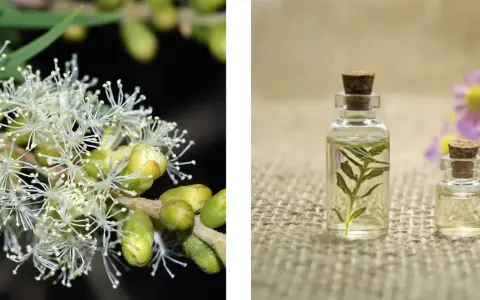 Fiori bianchi di melaleuca e boccette di olio essenziale.