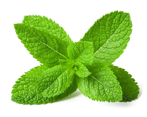 Foglie verdi e fresche di menta piperita, perfette per preparare un rinfrescante olio essenziale menta piperita.