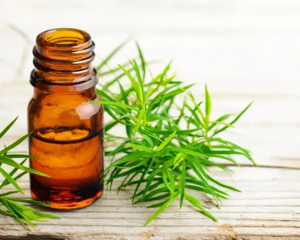 Flaconcino ambrato con olio essenziale di tea tree, circondato da rametti verdi. Utile per il benessere in gravidanza.