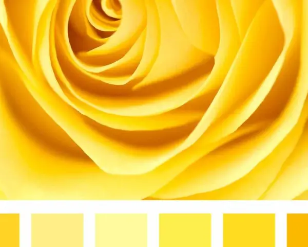 Petali di rosa gialla con diverse tonalità di giallo nomi.