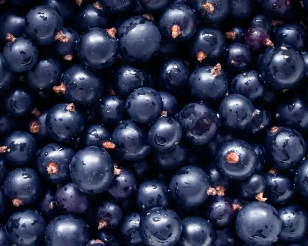 Un primo piano di ribes nigrum, piccoli frutti scuri e lucidi, noti per i loro numerosi benefici per la salute.