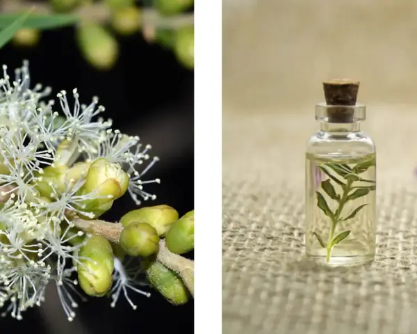 Fiori bianchi di melaleuca e boccette di olio essenziale.