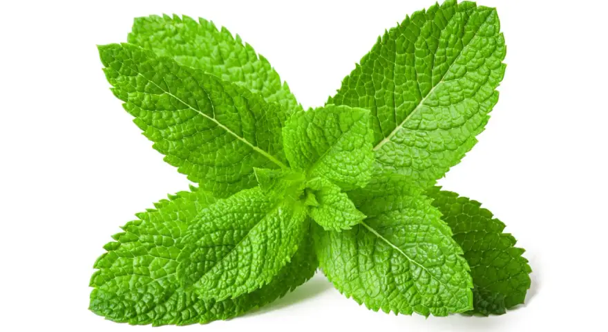 Foglie verdi e fresche di menta piperita, perfette per preparare un rinfrescante olio essenziale menta piperita.