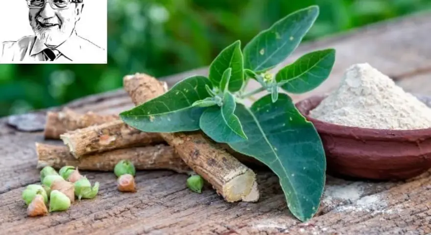Radici, foglie e polvere di ashwagandha, rimedi naturali per l'insonnia. Ritratto di un uomo sorridente in alto a sinistra.