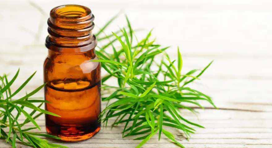 Flaconcino ambrato con olio essenziale di tea tree, circondato da rametti verdi. Utile per il benessere in gravidanza.