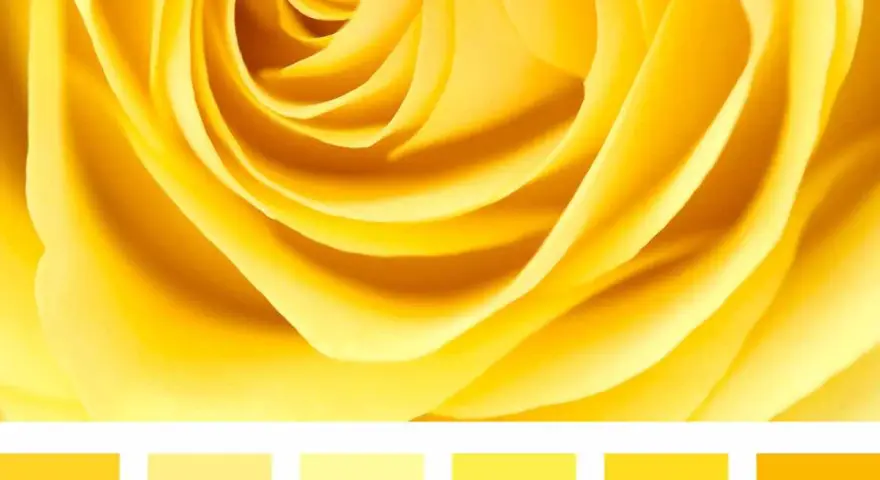 Petali di rosa gialla con diverse tonalità di giallo nomi.