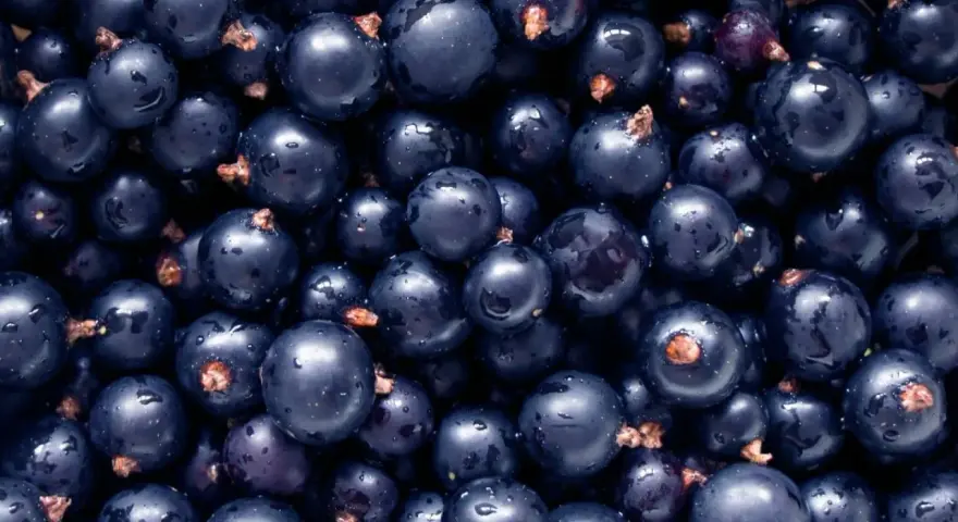 Un primo piano di ribes nigrum, piccoli frutti scuri e lucidi, noti per i loro numerosi benefici per la salute.
