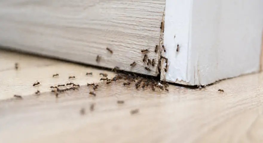 Formiche che invadono un battiscopa. Una vera sfida su come eliminare le formiche in casa.