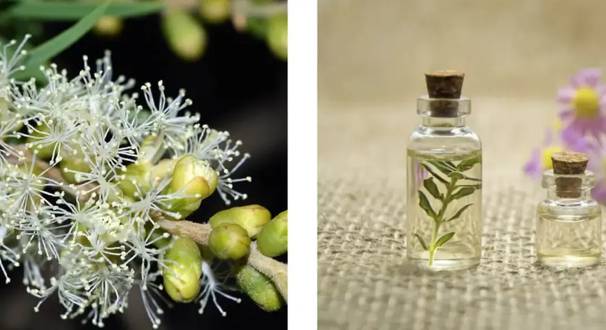 Fiori bianchi di melaleuca e boccette di olio essenziale.