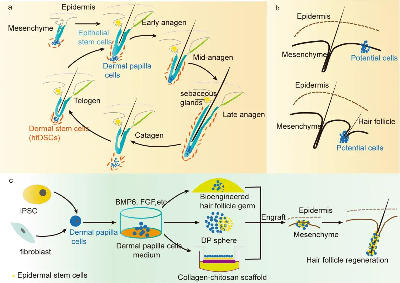 Diagramma illustra come riattivare i follicoli dei capelli naturalmente, mostrando il ciclo di crescita e la rigenerazione tramite cellule staminali dermiche e epidermiche.