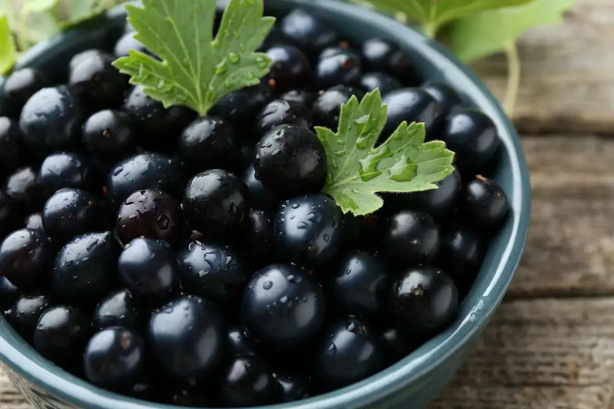 Ciotola piena di ribes nigrum freschi, con gocce d'acqua e foglie verdi. Scopri i ribes nigrum benefici per la tua salute.