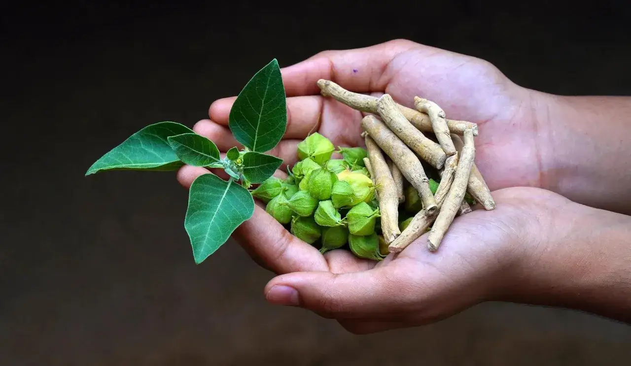 Mani che sorreggono foglie verdi, bacche e radici di ashwagandha, una pianta nota per aiutare a dimagrire.